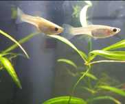 Guppys e molinesias