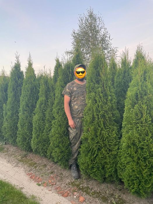 Tuja Szmaragd 220cm PRODUCENT!!! WYSOKIE tuje szmaragd i brabant
