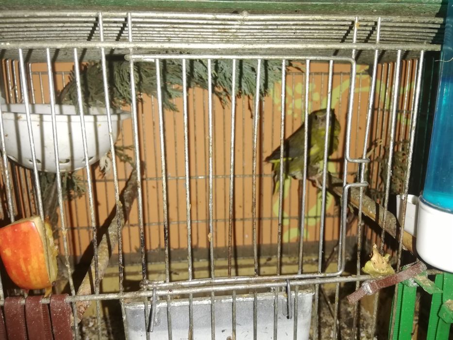 Kanarki na pełnym spiewie  samce samiczki