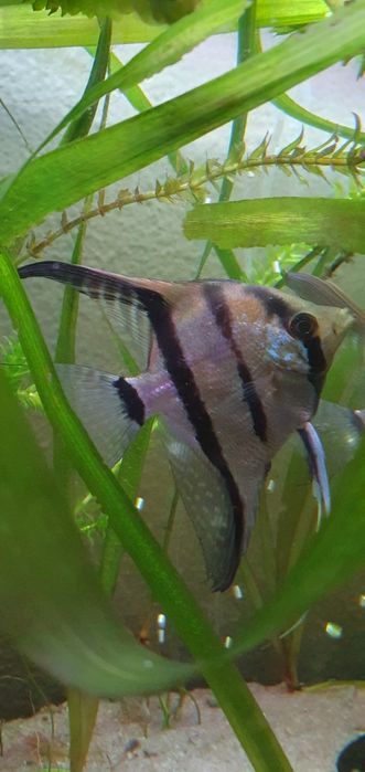 Casal de Escalares Altum Peruensis