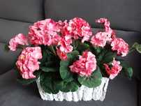 Pelargonia sztuczna / pelargonie w drewnianej osłonce