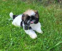 Szczeniak Shih-tzu piesek