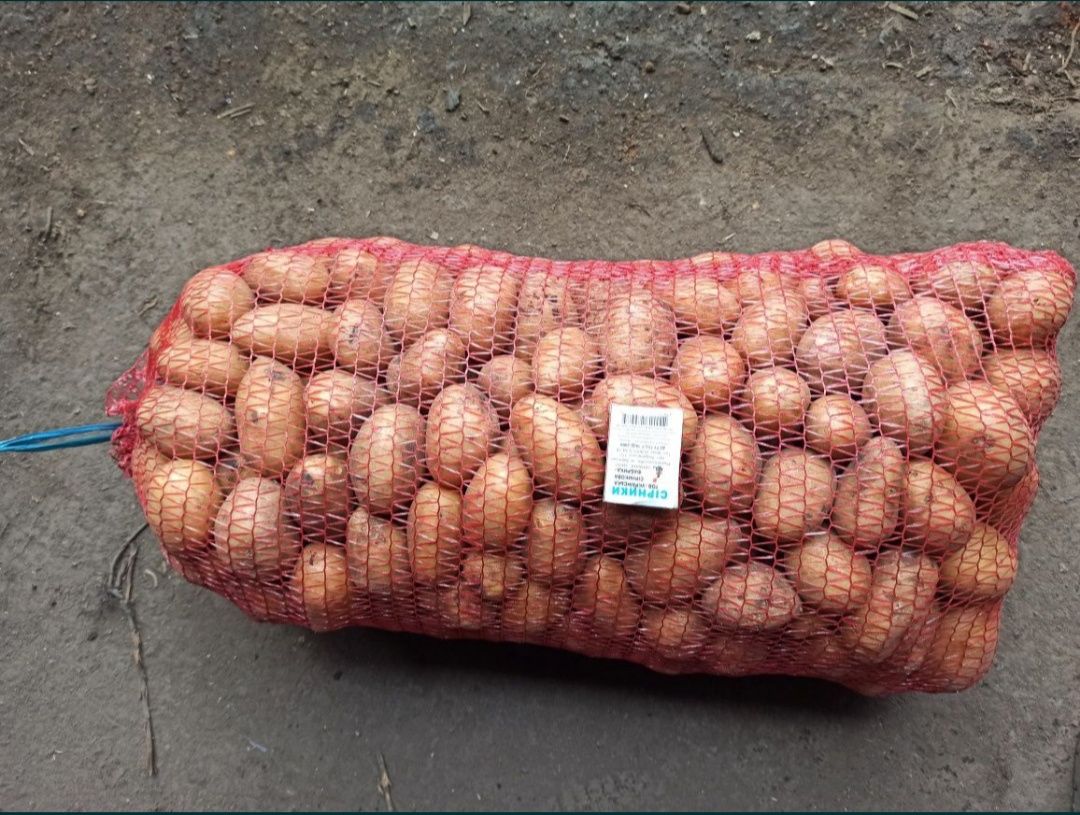 Продам посадкову, насінневу картоплю (посадочный картофель) Гранада