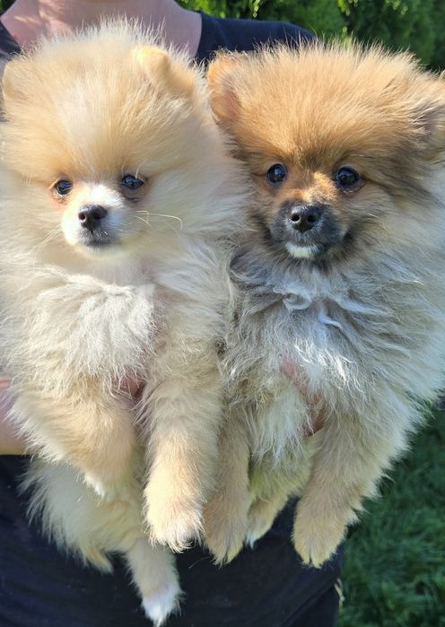 Szpic miniaturowy pomeranian suczka