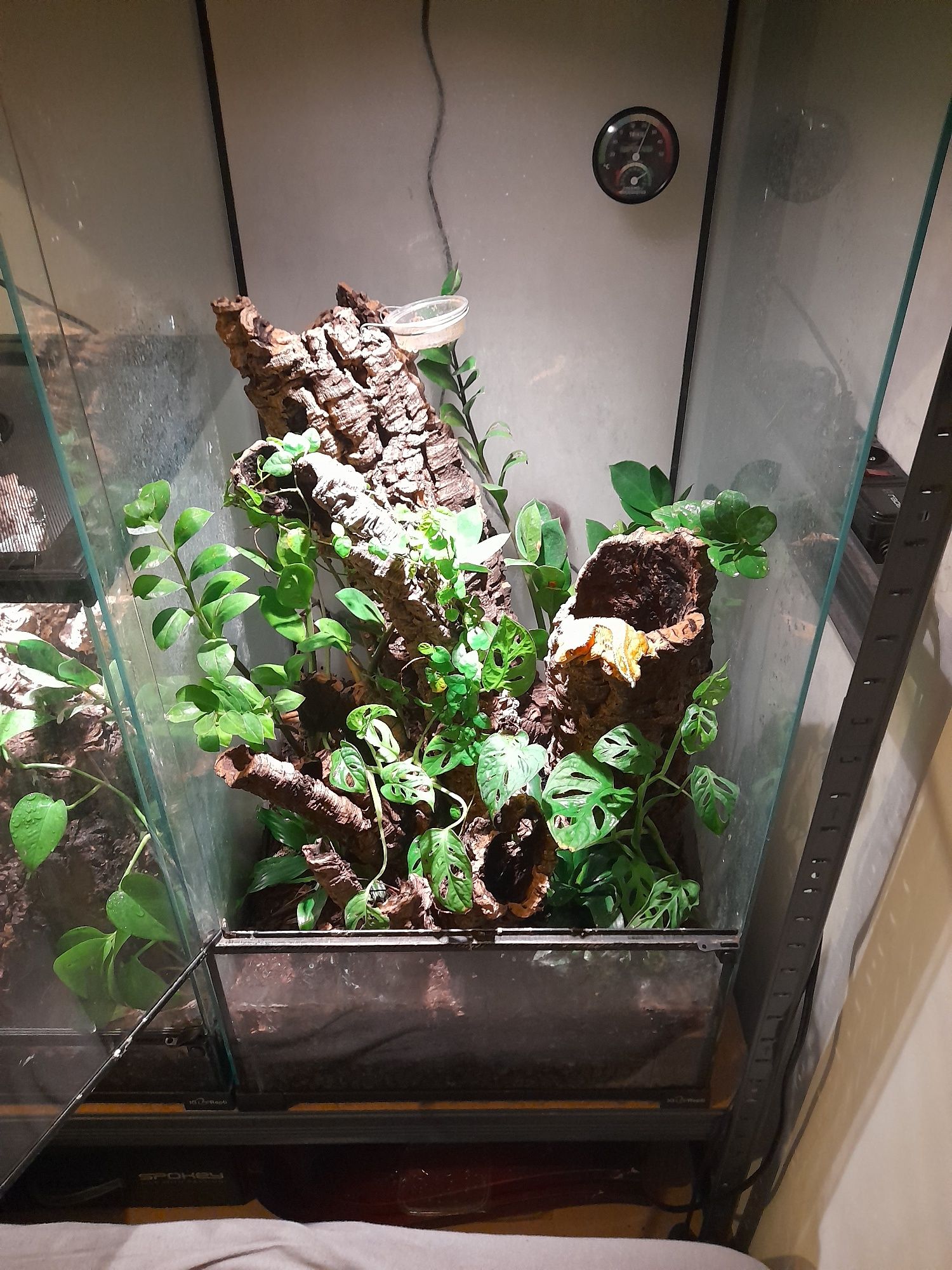 Gekon orzęsiony samiec razem z terrarium na sprzedaż
