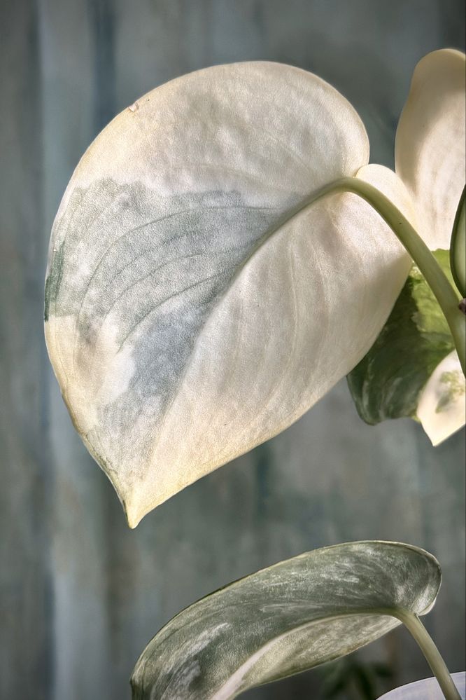Scindapsus Jade Satin variegata - kolekcjonerska roślina, świetne geny