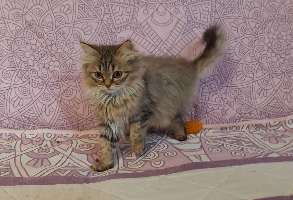 Британские длинношерстные котята