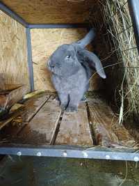 Кролик средней и крупных пород