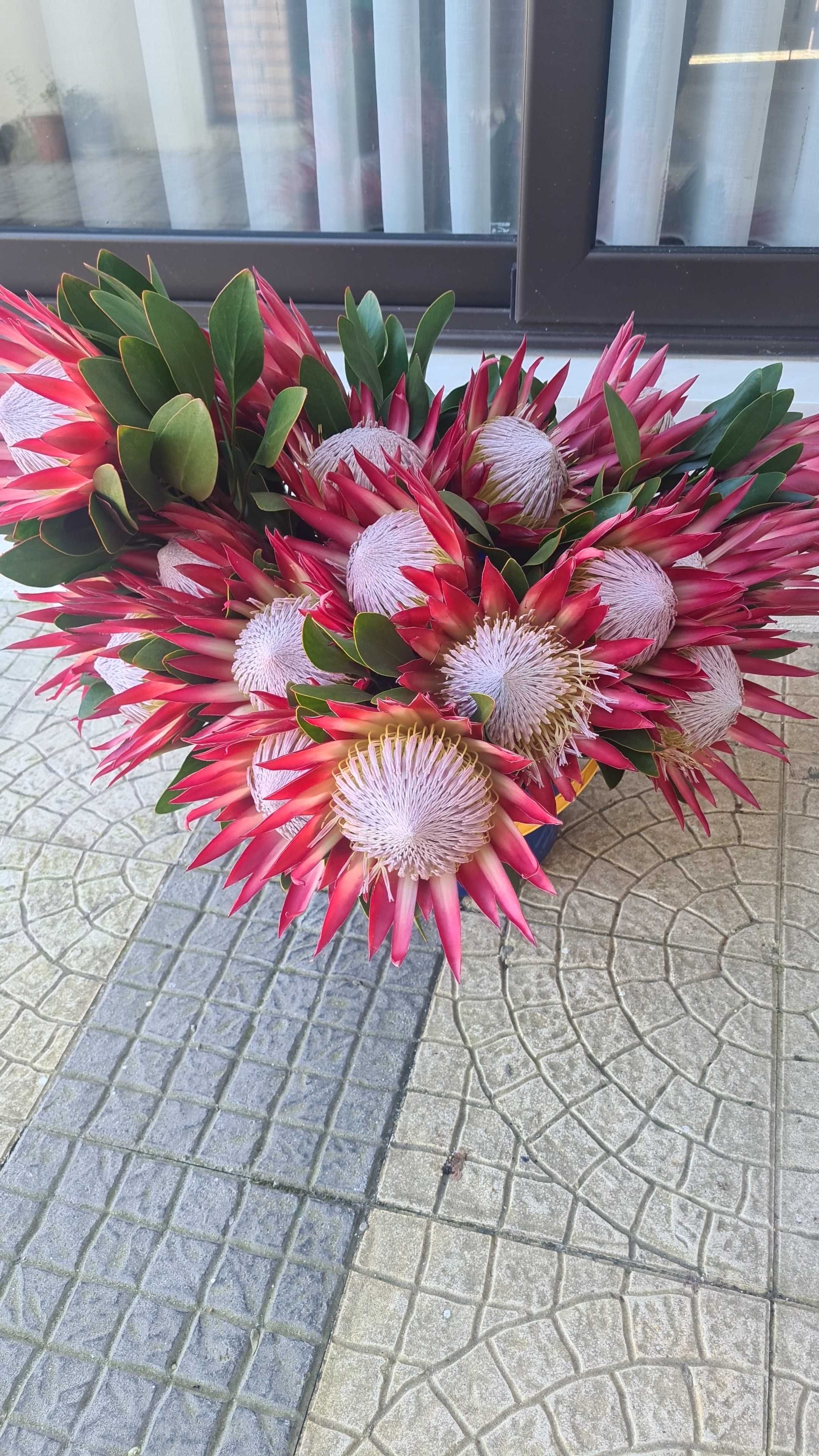 Protea king cynaroide red