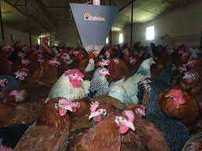 KURY NIOSKI FERMA DROBIU Rosa Leghorn LOHMAN z jajkami. Z dowozem