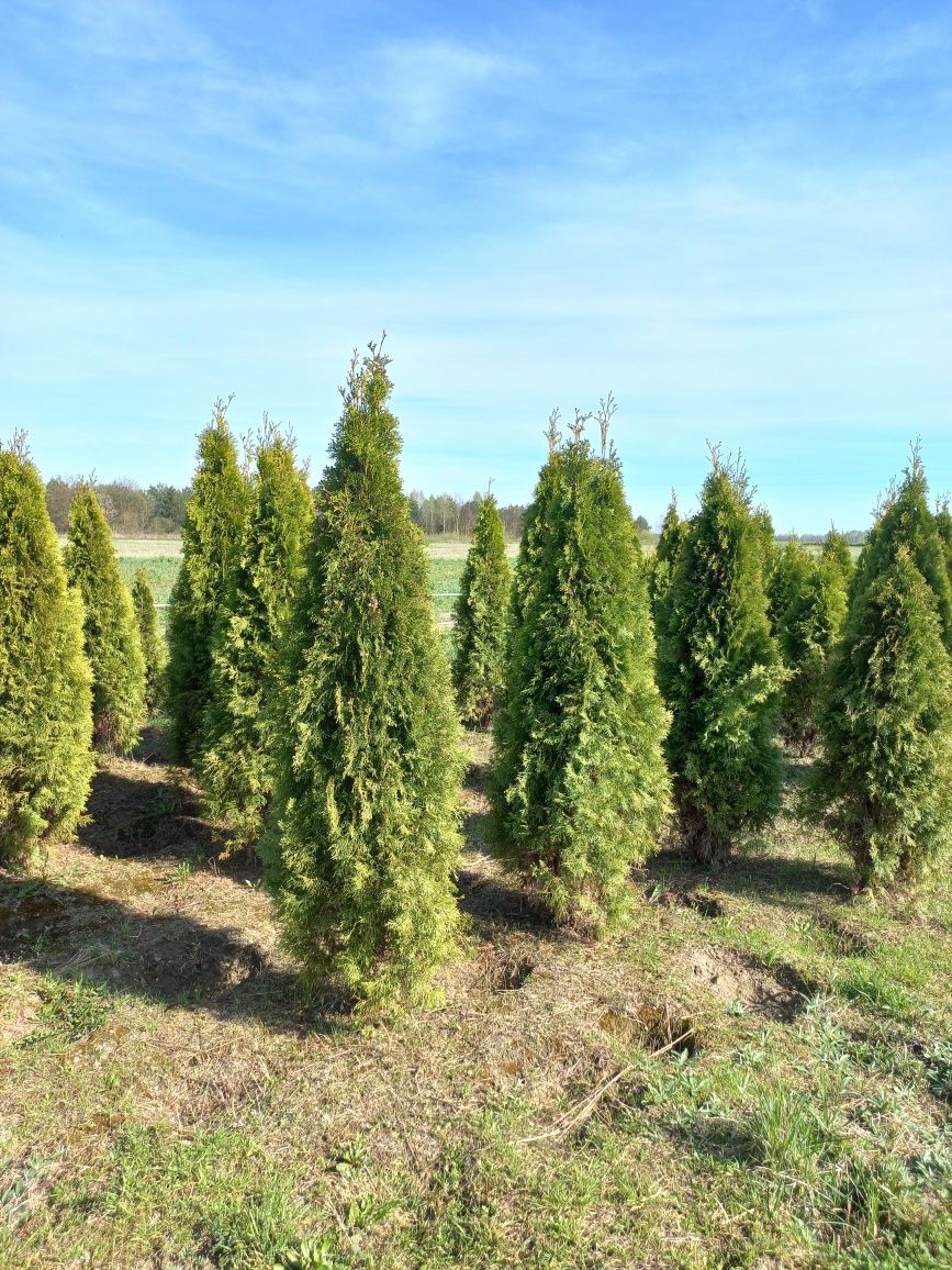 Thuja tuja smaragd szmaragd 180-200cm ( nie brabant ) czytaj opis