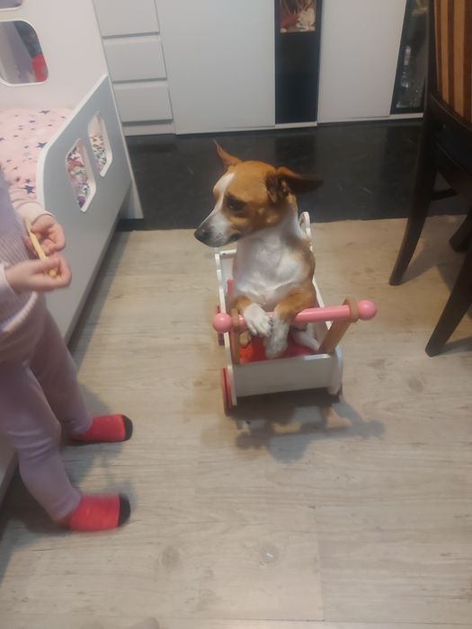 Pieski do adopcji! Oddam pieski szczeniaki za ok. 6-8 tyg.