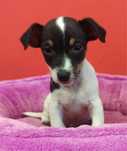 Jack Russell Terrier piesek numer 4