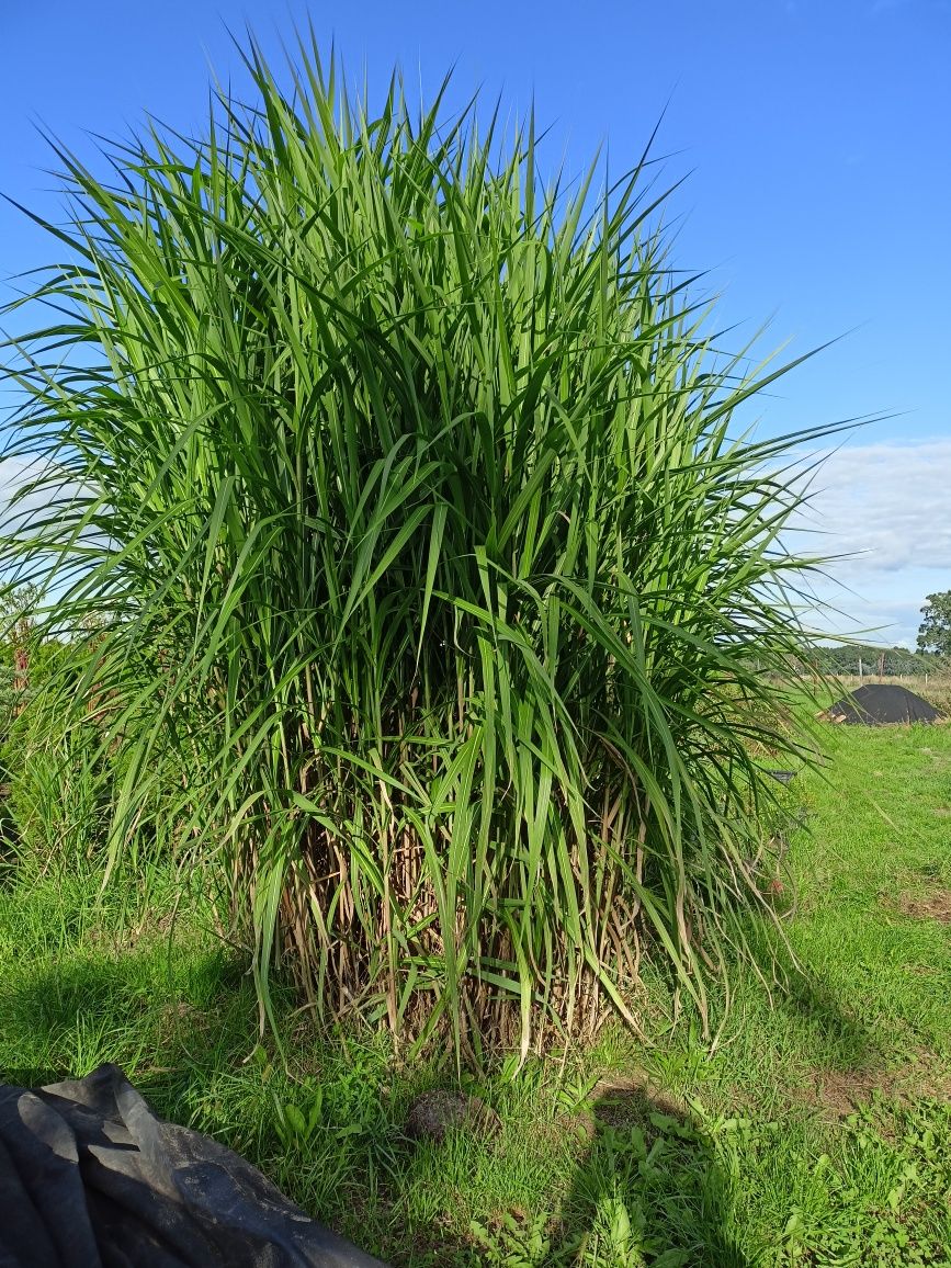 Miskat olbrzymi 180 cm trawy ozdobne