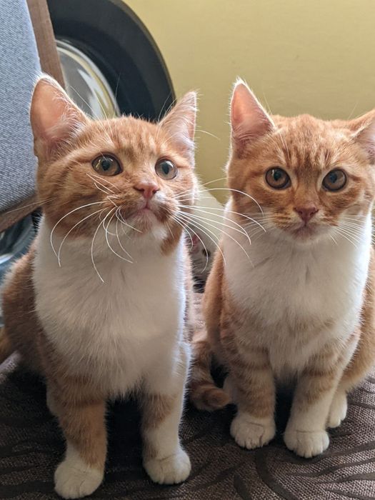 Віддам котиків у добрі руки