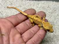 Gekon orzesiony Corralephus ciliatus mlode