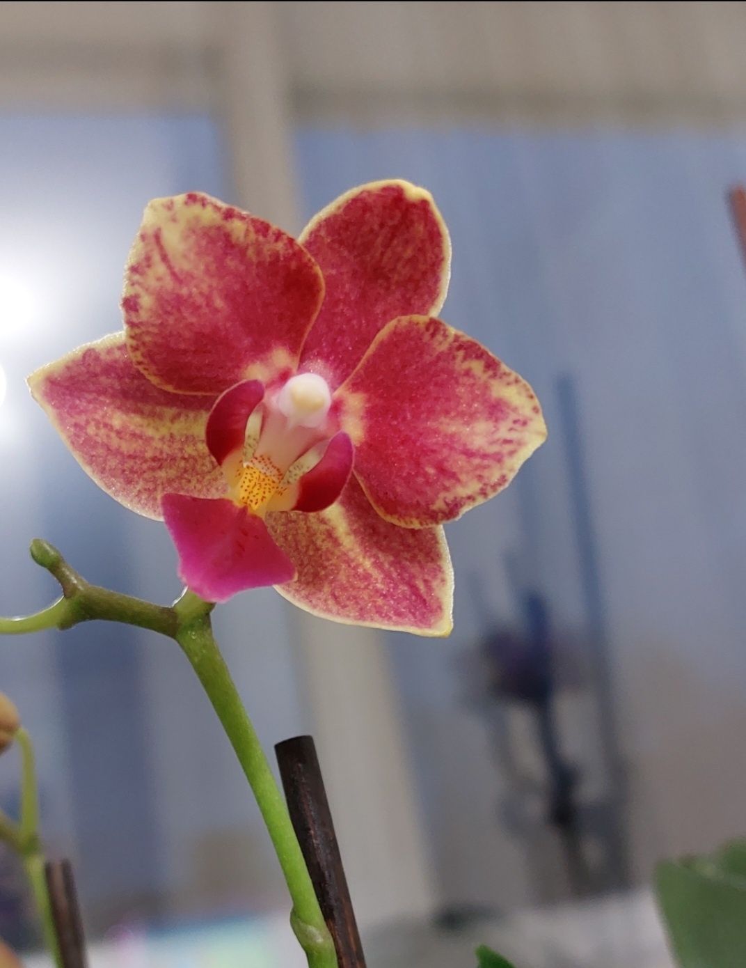 Орхидея Bowdion ароматная