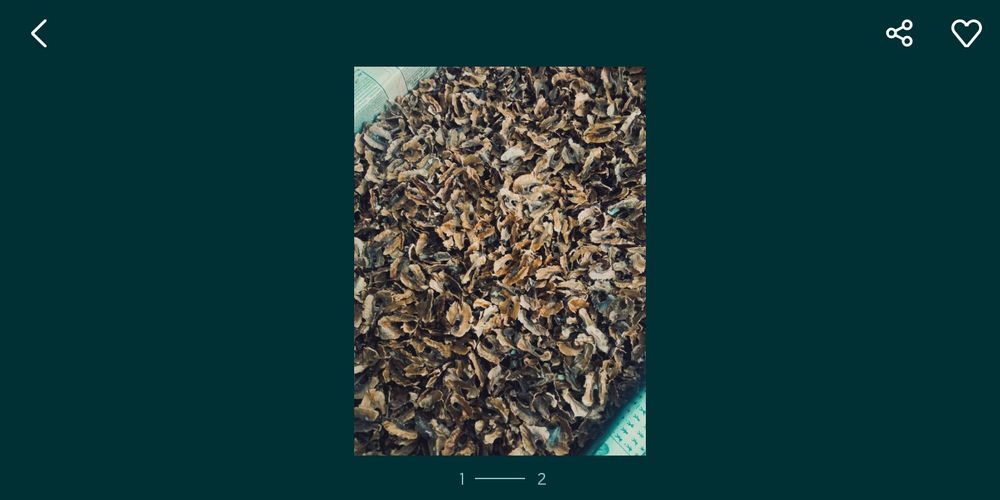 Перепонки ореха 2024