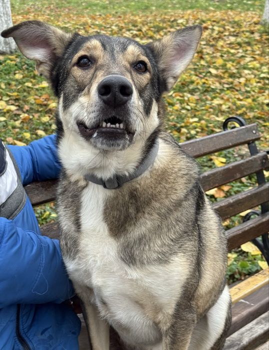 Собака з притулку рлзмір доберма