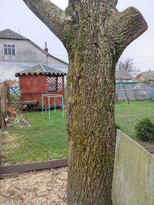 Стовбур горіха приблизна висота 5 метрів