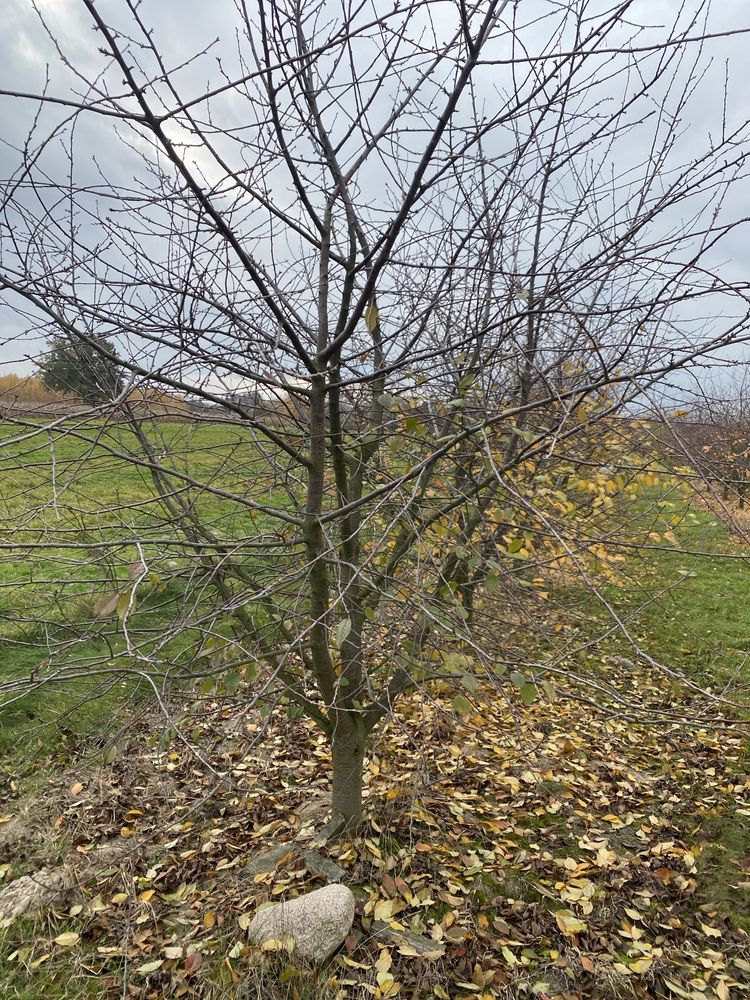 Drewno wiśniowe, czereśniowe sad czereśniowy , drewno