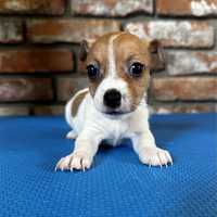 Cudna suczka Jack Russell Terrier do odbioru 19.05.24 !!