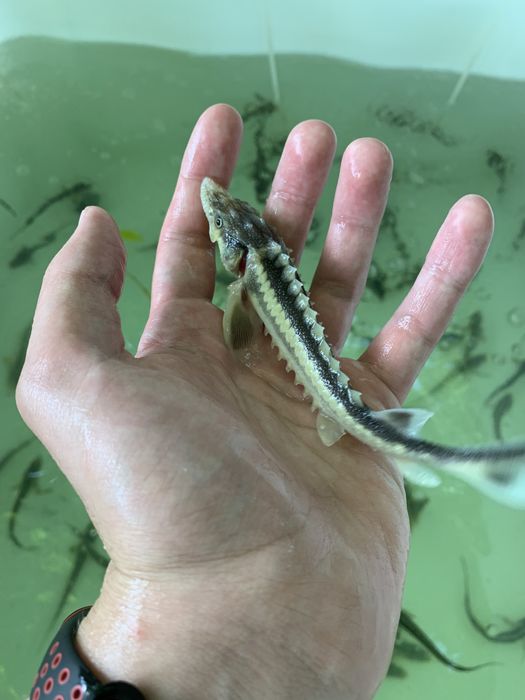 Jesiotr syberyjski sterlet albinos narybek jesiotra do stawu dowóz