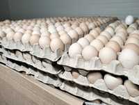 Jajka Jaja Jajko  Wiejskie Świeże z dostawą pod drzwi !