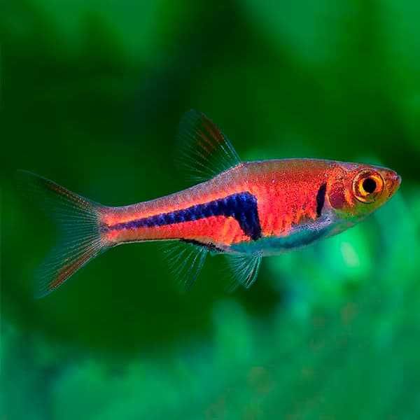 Razbora espei - Trigonostigma espei - Rasbora - dowozimy, wysyłamy