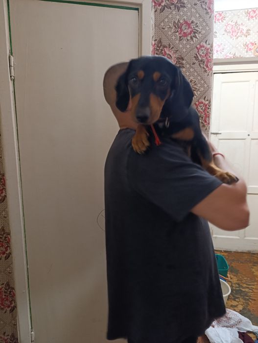 Ищем девочку таксы