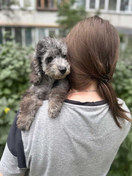 Мальтипу мраморный мальчик