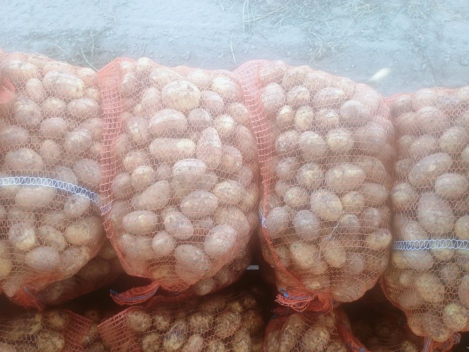 Sprzedam młode ziemniaki odmiany vineta