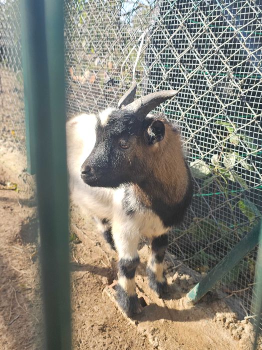 Chivo de raça pequena