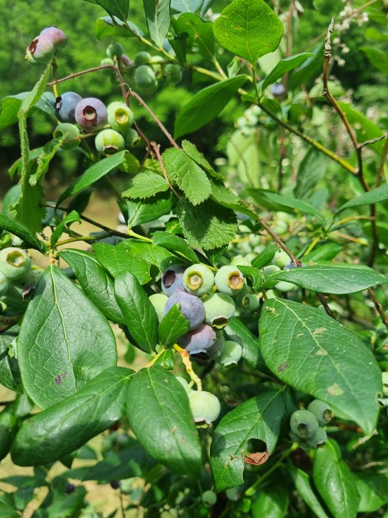 Mirtilos (biológicos)