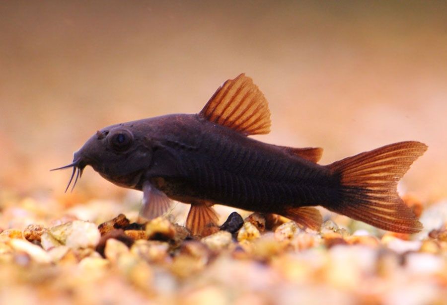 Kirysek Czarny (corydoras Black)