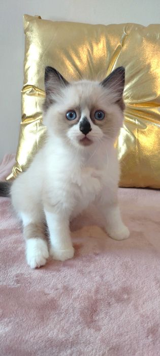 Maluszek  Ragdoll z sierpnia  < 3 rodowód FPL