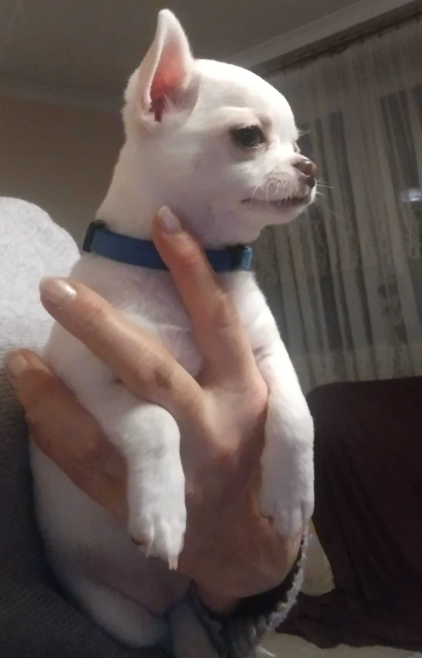 Chihuahua fci szczeniak