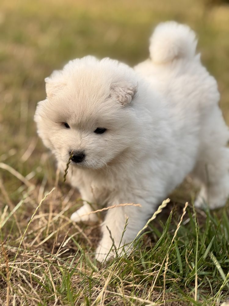 Samoyed szczenię Zkwp/Fci