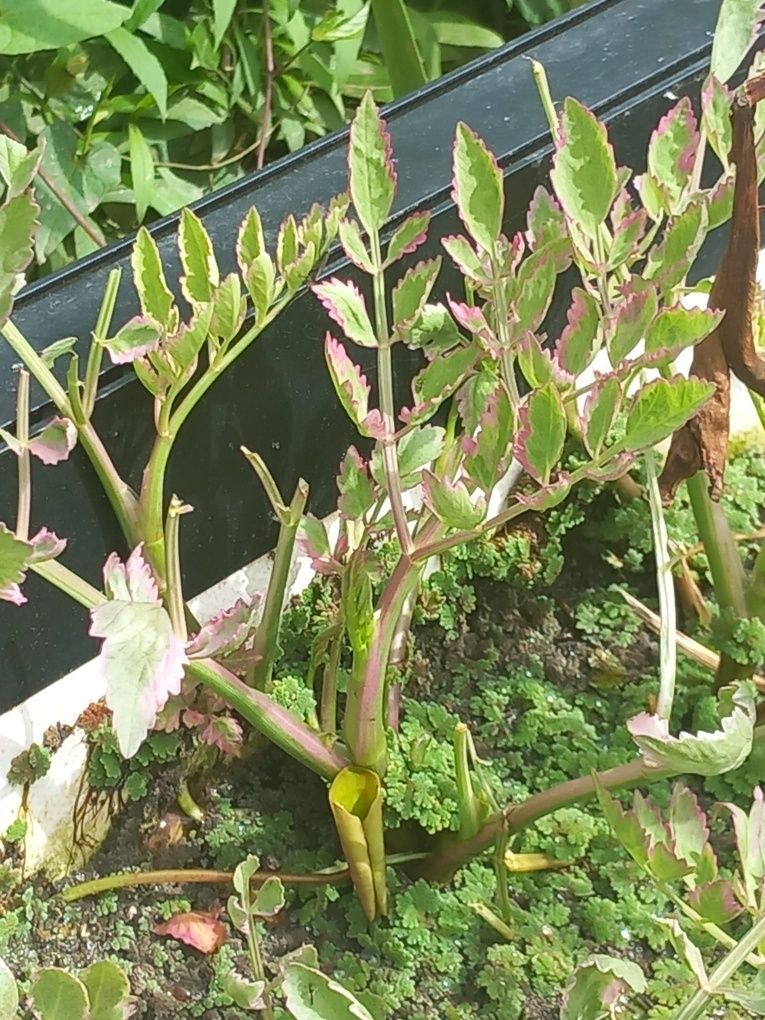 Plantas para lagos
