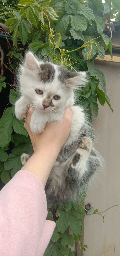 СРОЧНО отдам котенок даром. Кошка бесплатно. Кошечка. Котята.