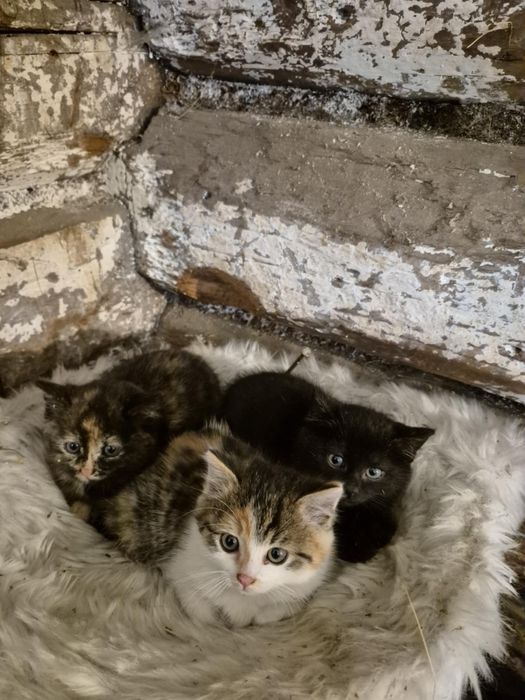 Małe koty kotki do oddania