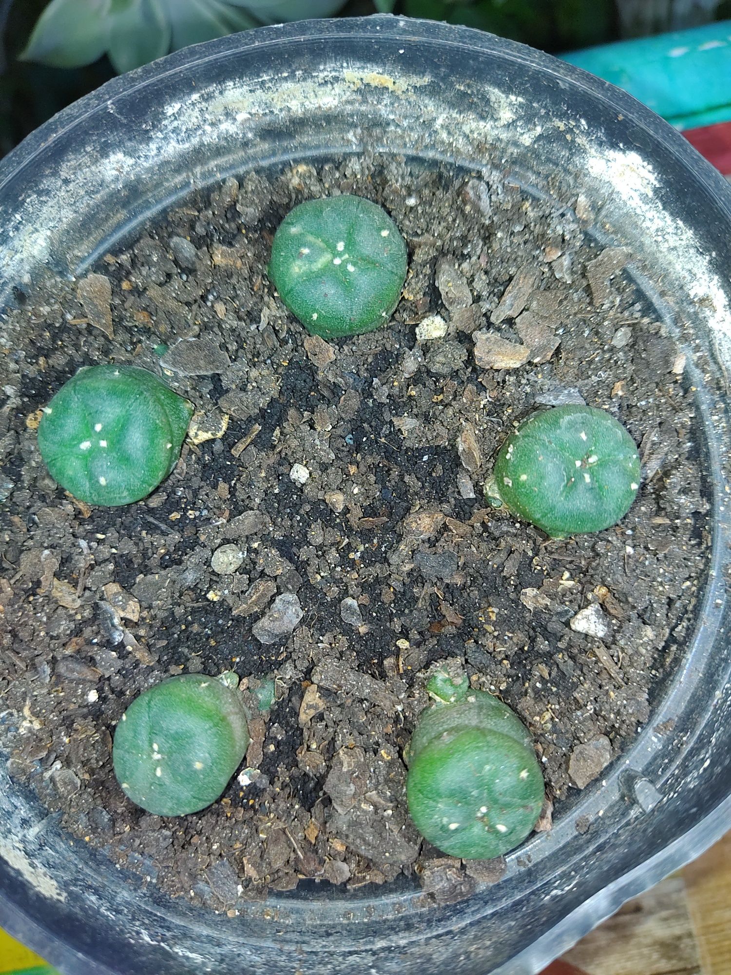 cacto peyote ( Lophophora williamsii )