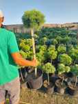 Dostawa gratis Bonsai Sosna świerk KULA SZCZEPIONA na pniu 10l