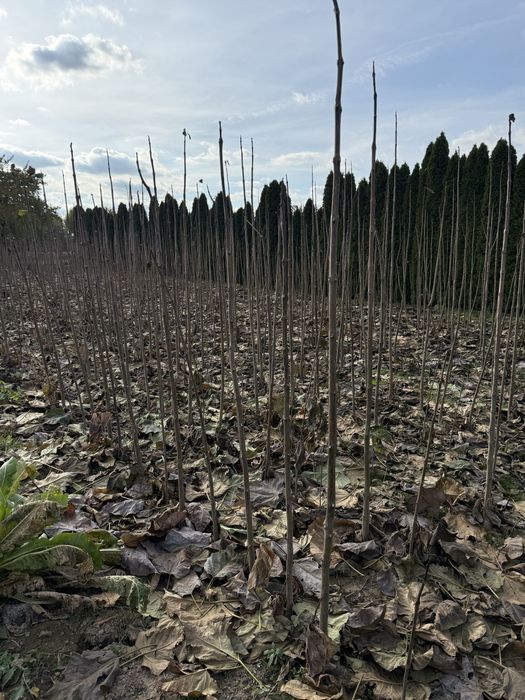Katalpa podkładka do szczepienia, catalpa surmia 150 - 300 cm +