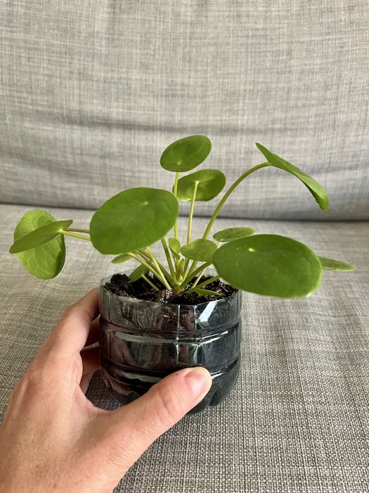 Pilea peperomioides (pieniążek)