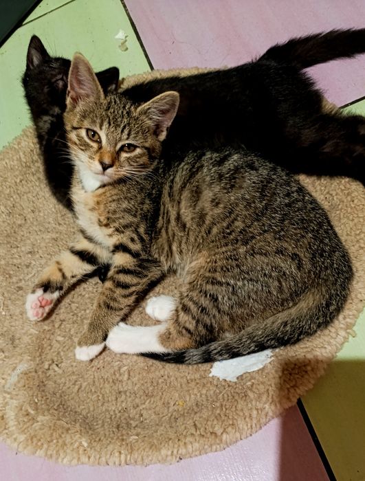 Mały kocurek do oddania