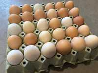 Wiejskie jaja świeże od kur