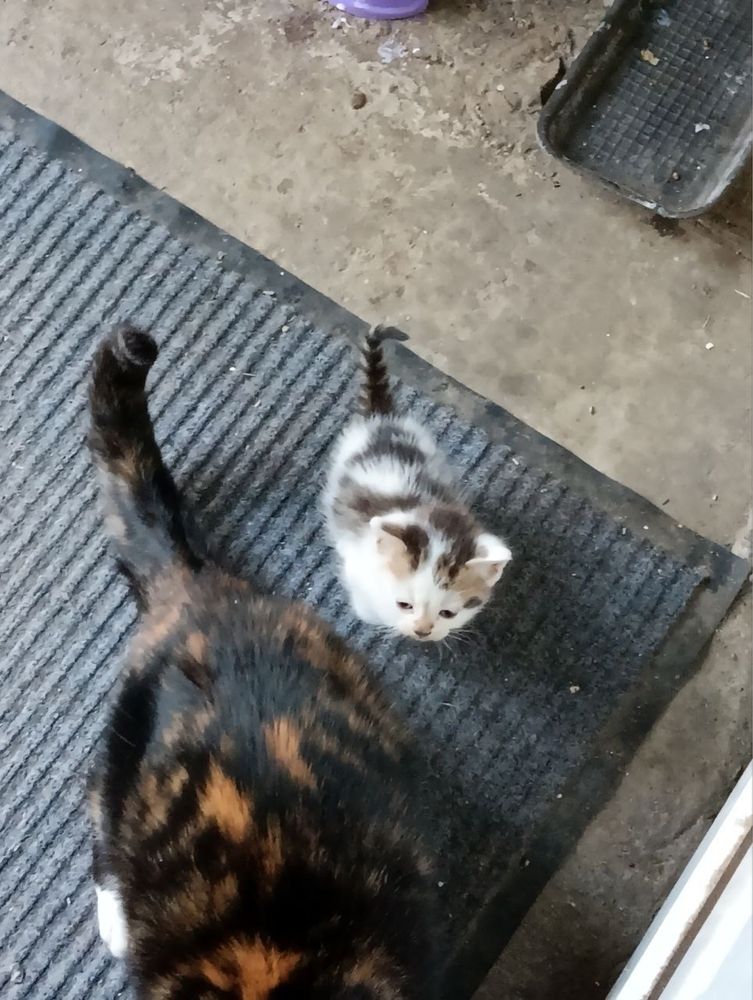 Кошеня котики кіт кішка Ужгород безкоштовно