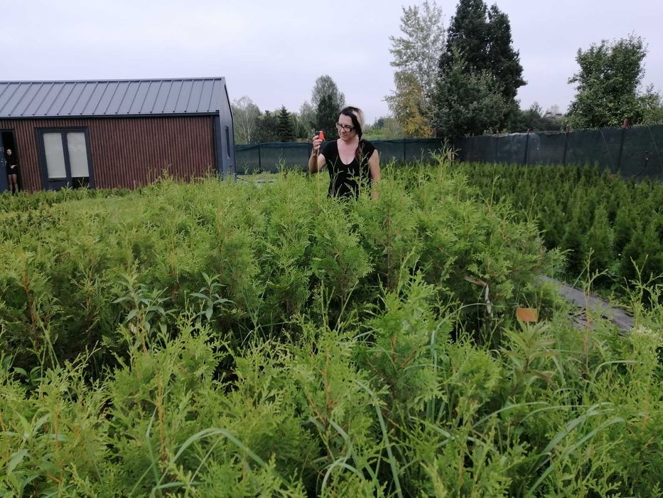 tuje tuja brabant  ok. PIASECZNA