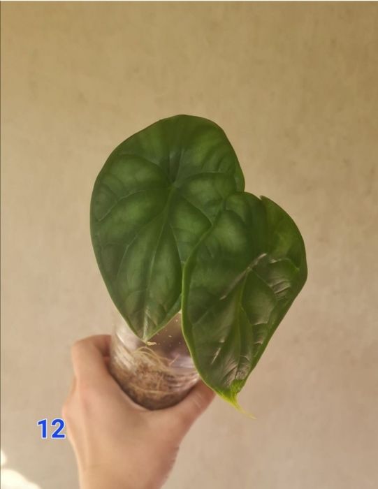 Алоказія фрайдек, гетерофіла, дрегон